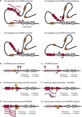 Long Non-coding RNAs as Local Regulators of Pancreatic Islet Transcription Factor Genes